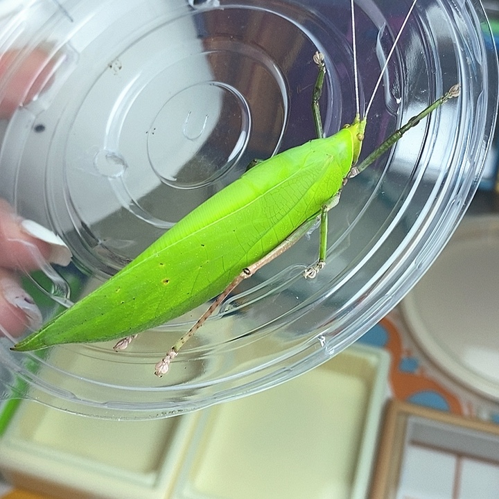 海南断须素背一只送菠萝蜜叶子