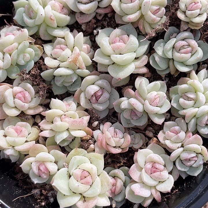 菲***姐OTO多肉切糕优选dy2426