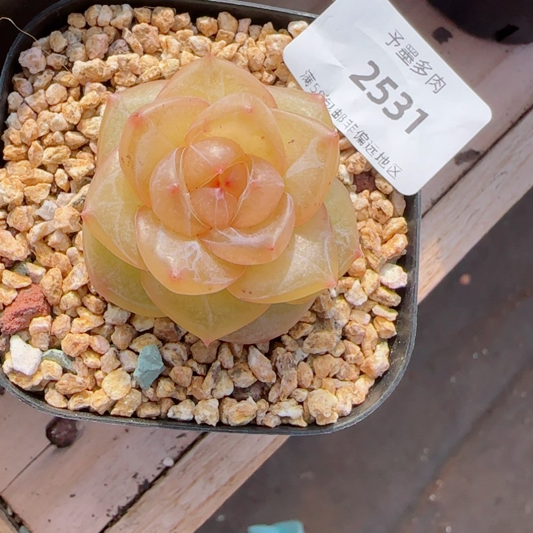 灵泽珍妮，2531多肉植物