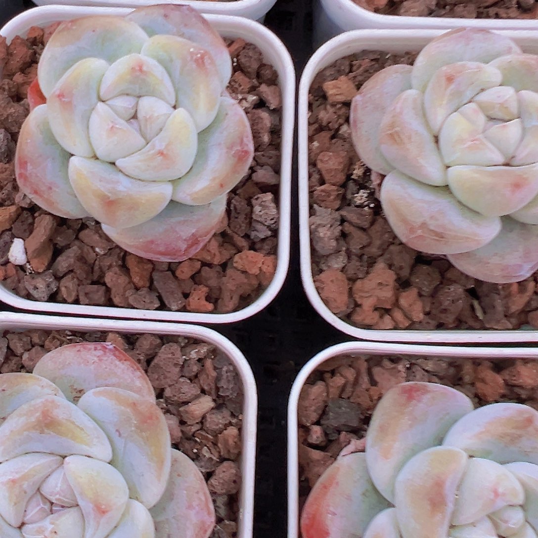 5.5盆单头精品冰玉2颗