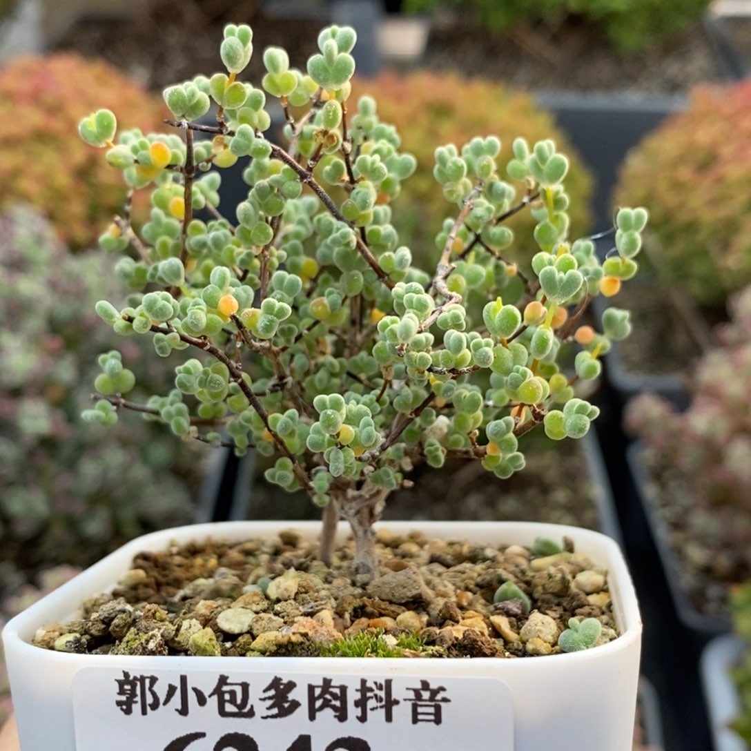 实生莱斯6243枝干番杏