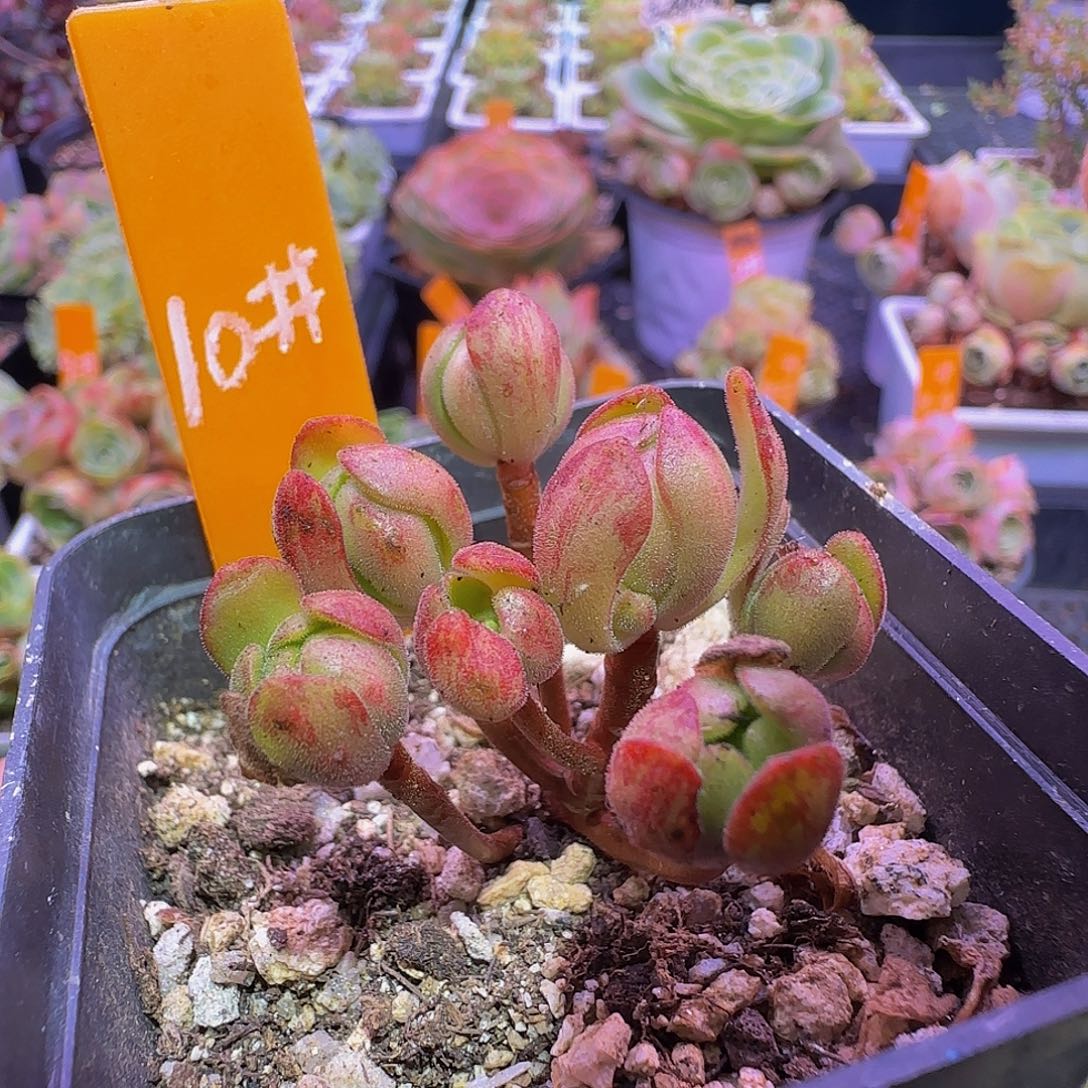 红舞女非偏远包邮玻璃心慎拍