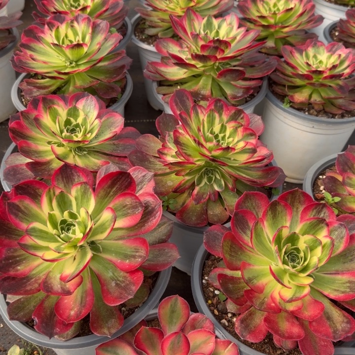 水粉啊啊啊啊啊啊