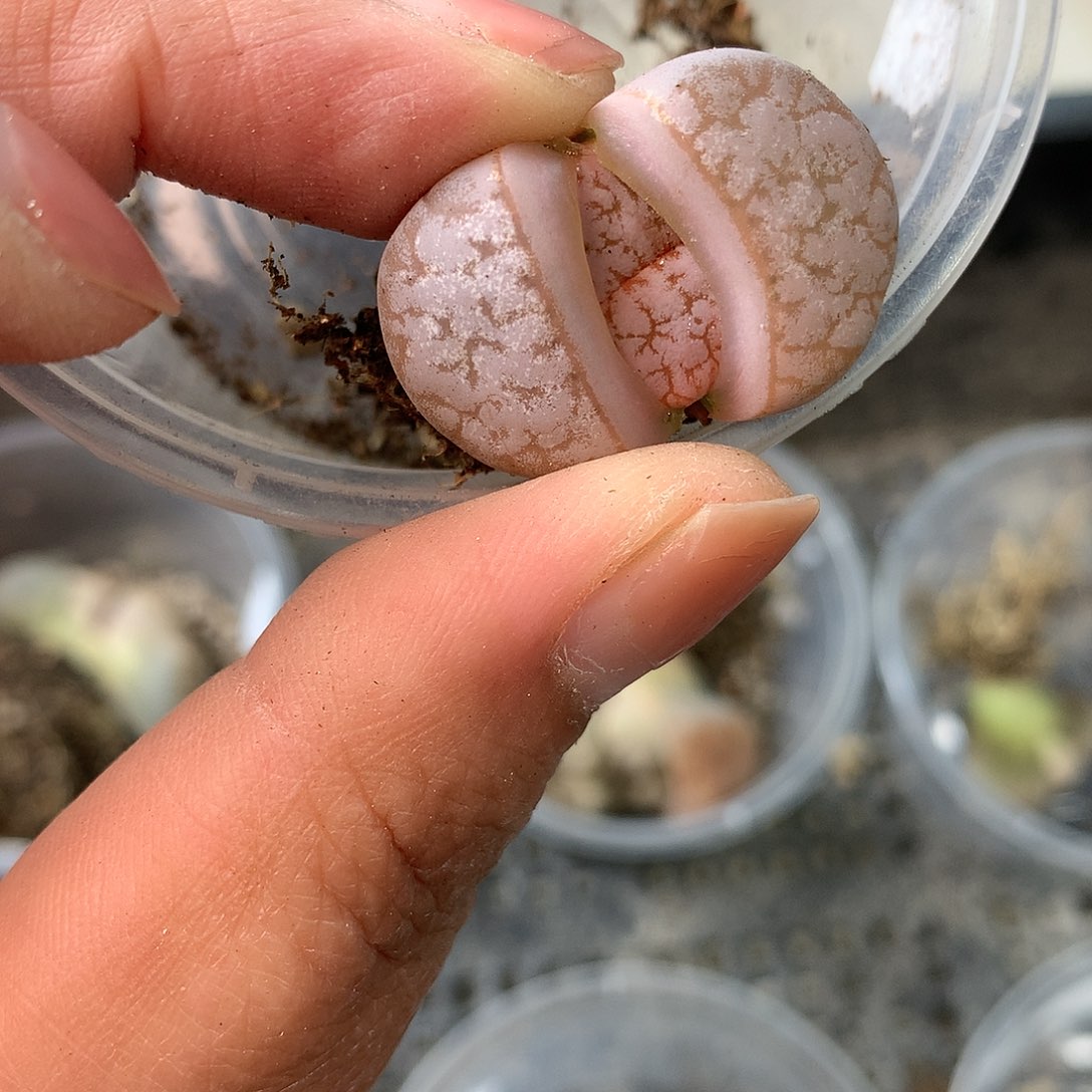 C974多肉植物保护研究所