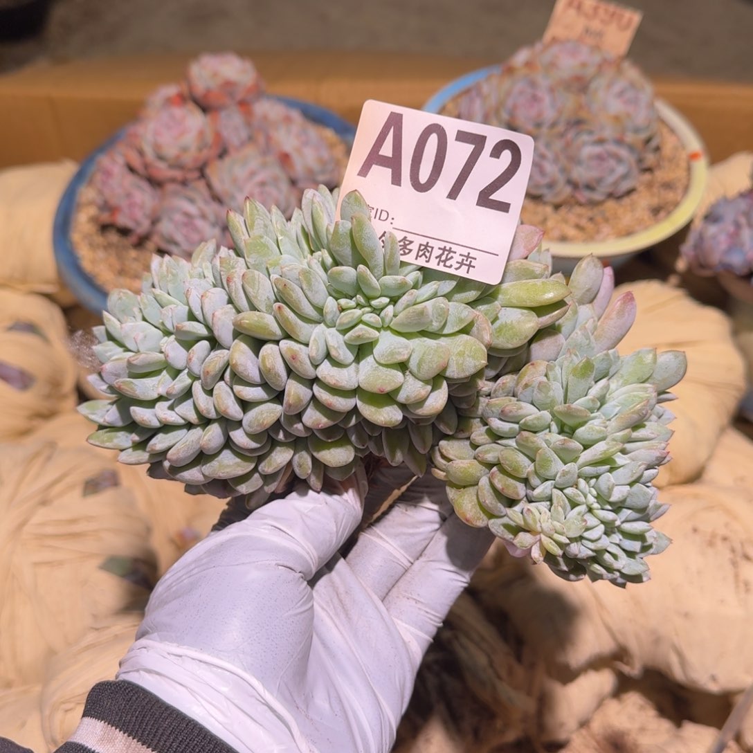 星影v版缀化呀呀呀呀