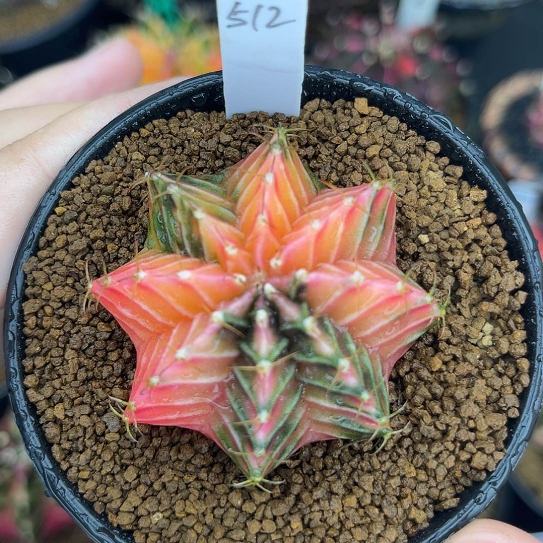 泰系实生肋骨锦 512