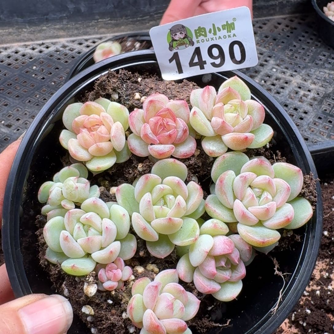 多肉植物多肉植物