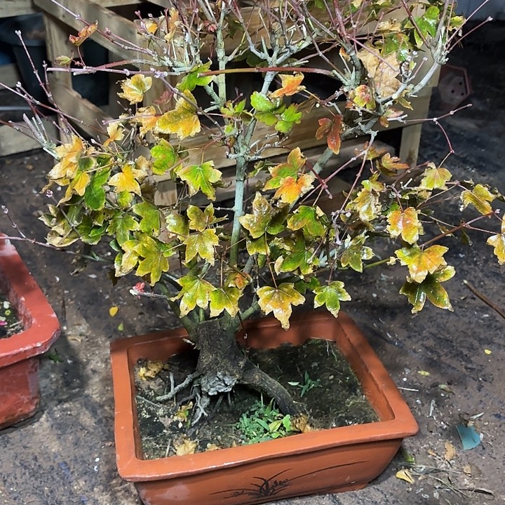 悠***中无花朵哈哈哈哈哈