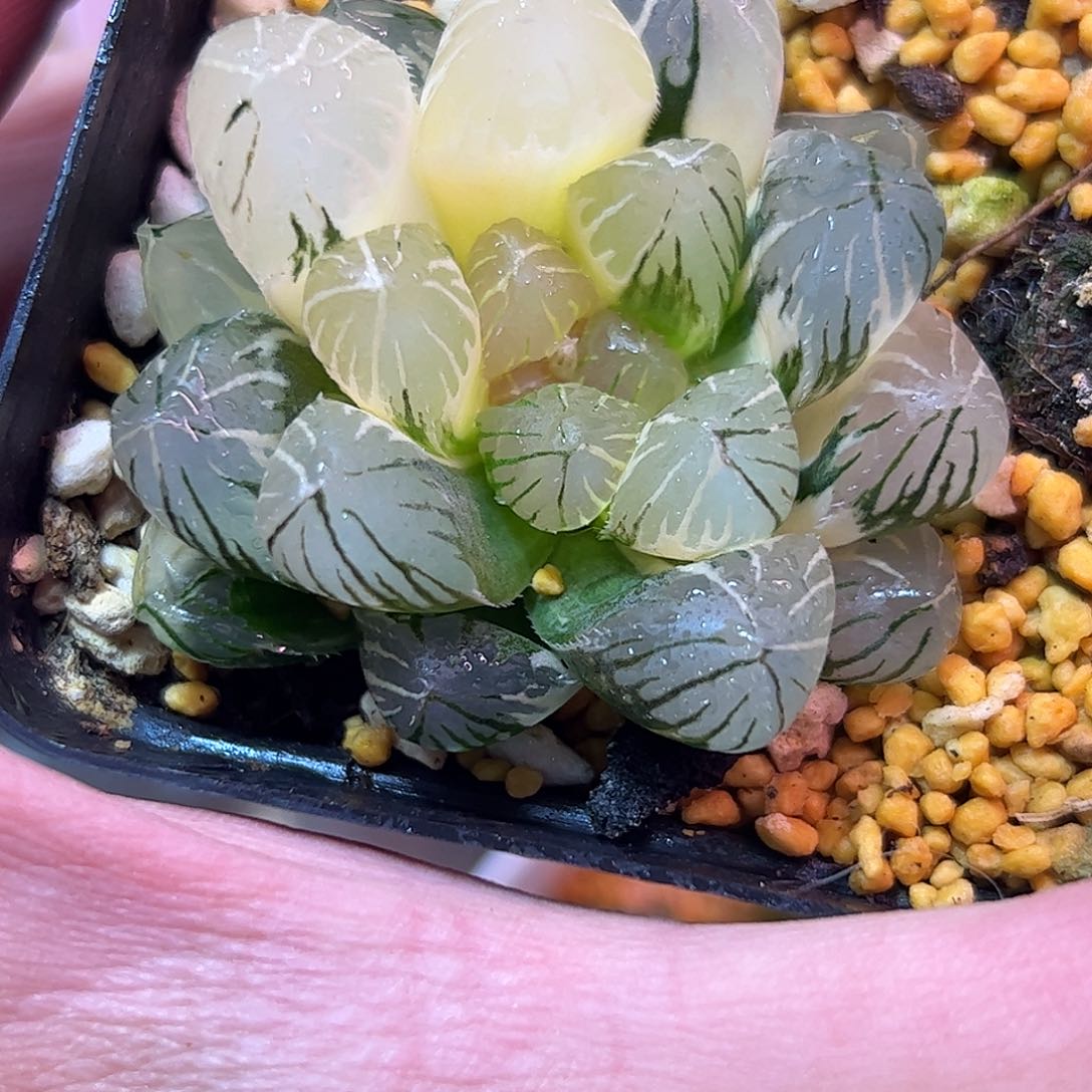 龙爪锦十二卷多肉植物满