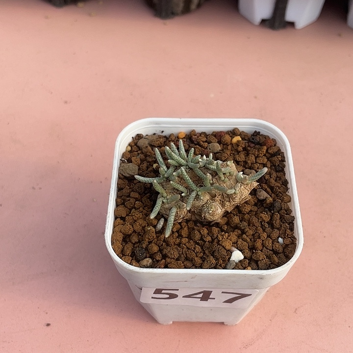 大***包547产地韧锦块根植物