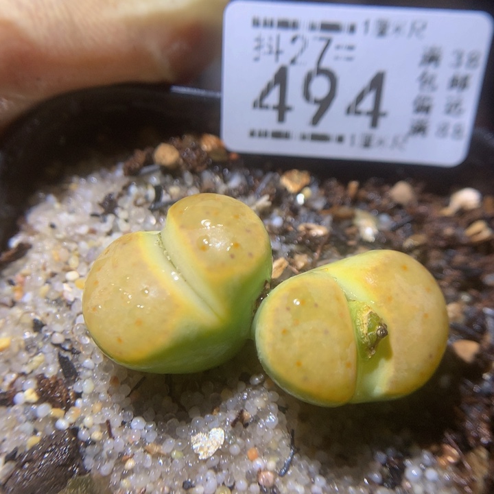 精品生石花27.494