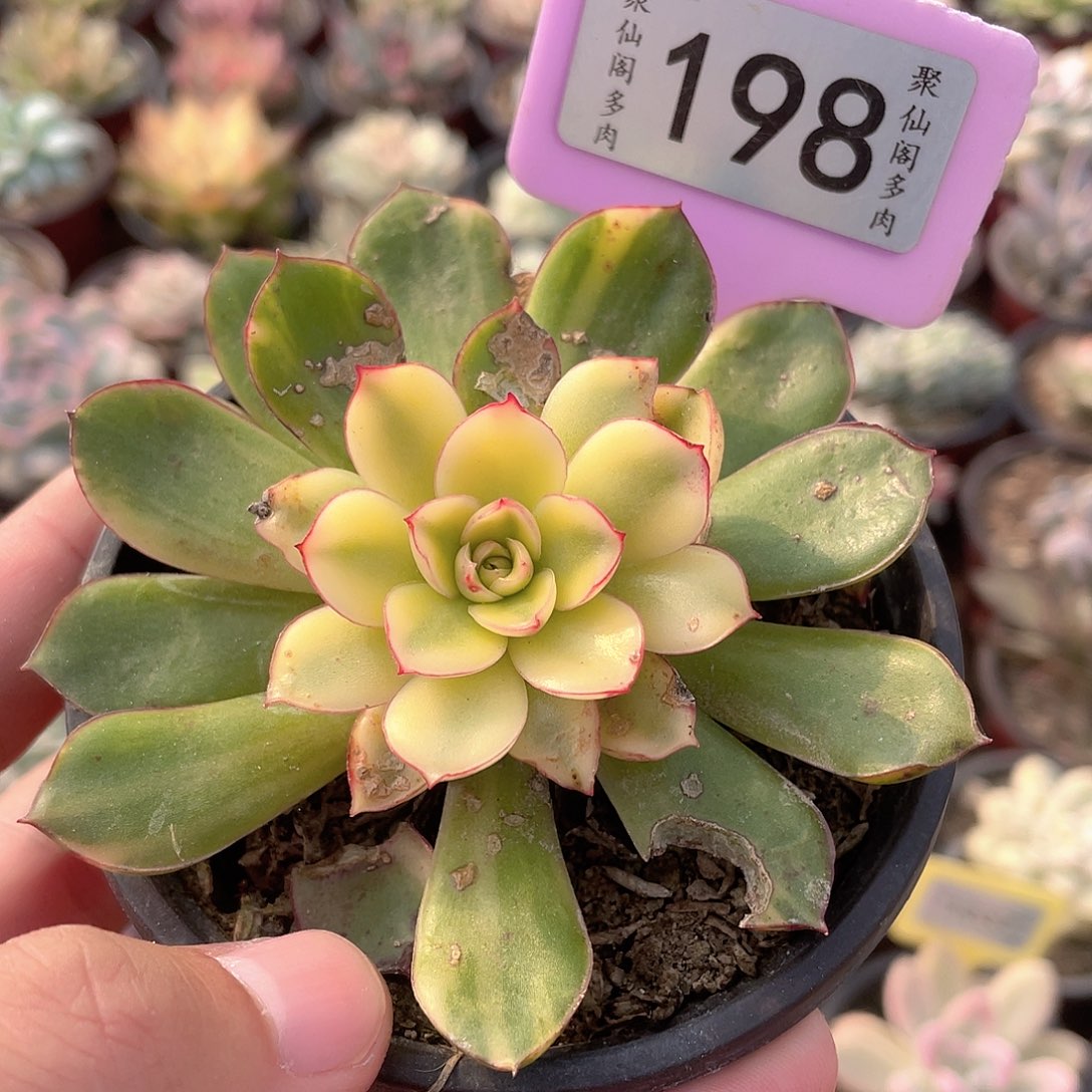 问***问198号多肉植物盆栽