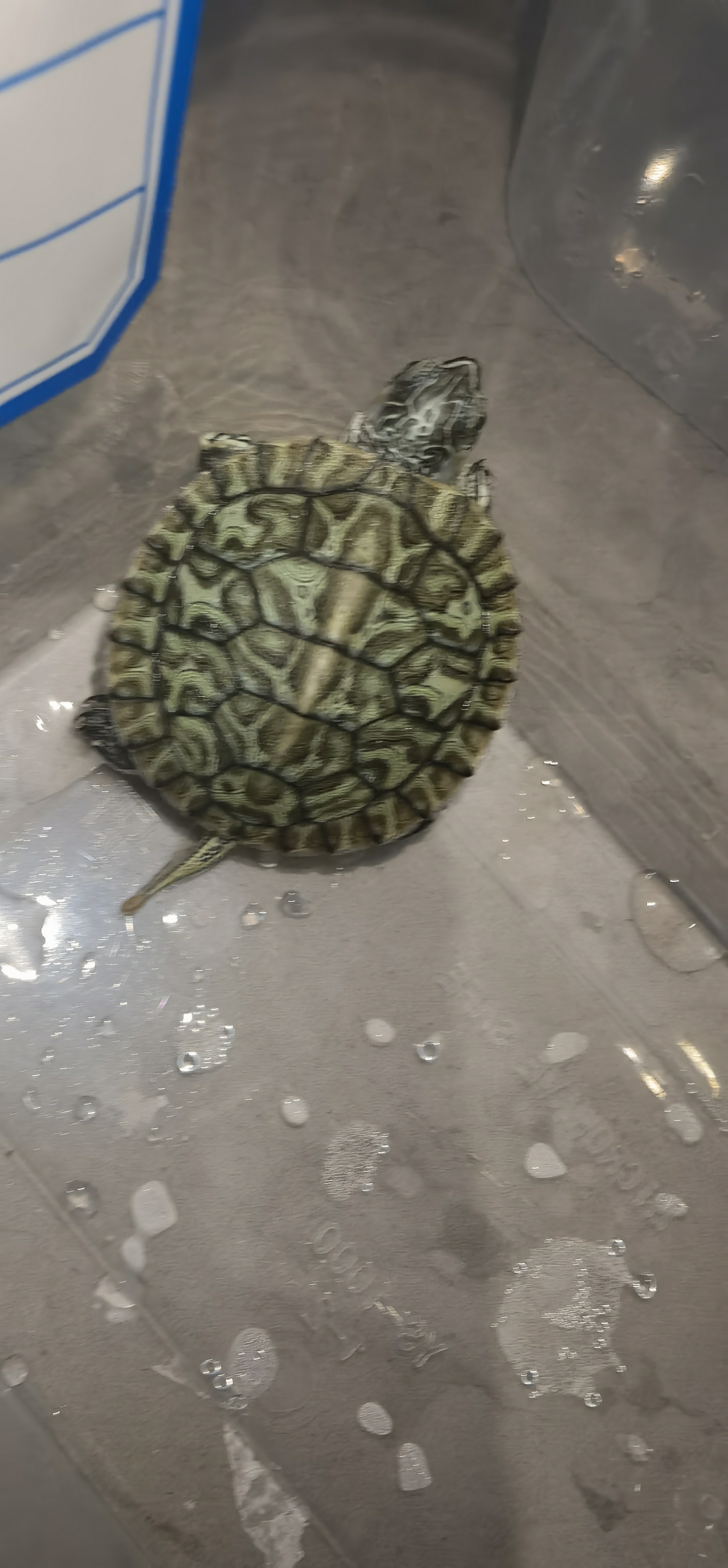 电蓝公苗，大斑满头文