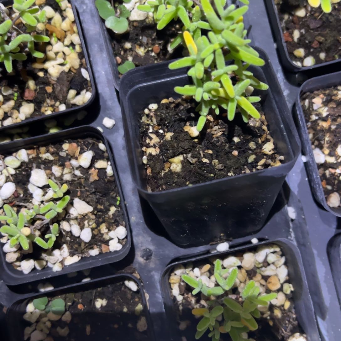 水晶冬瓜老桩55杯精品(东)