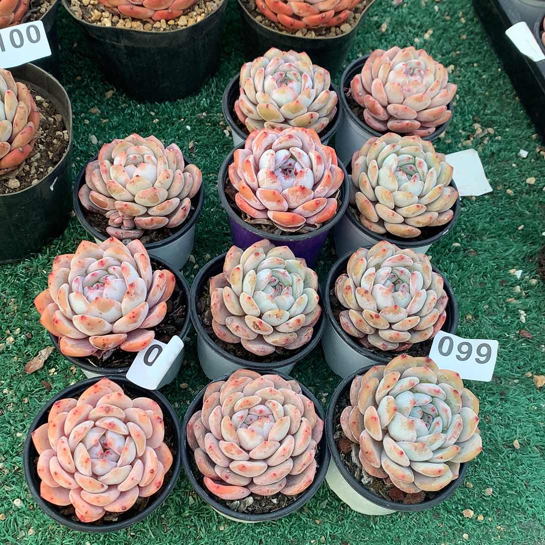 099橙子多肉植物组合