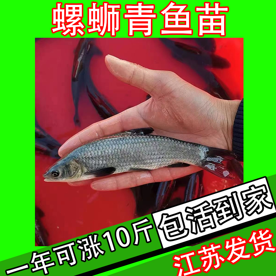优质螺丝青鱼苗黑皖鱼江苏发货包邮包活淡水螺丝养殖水族活体宠物