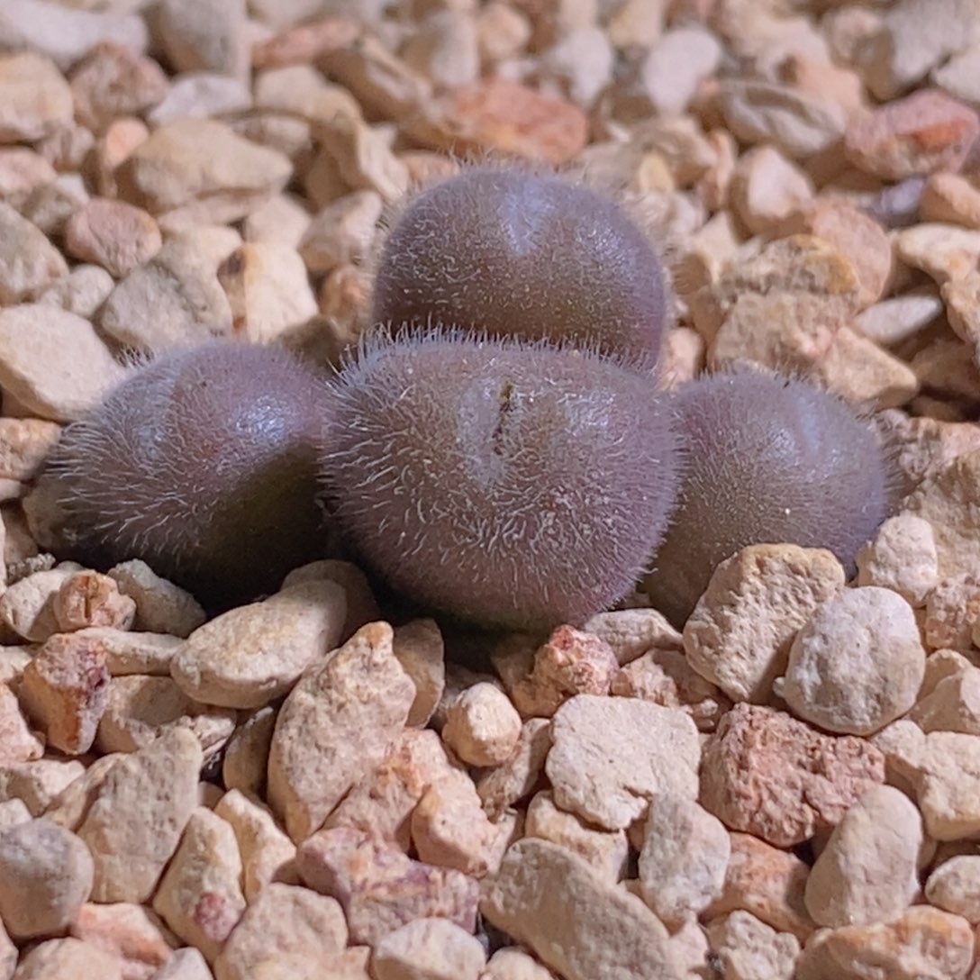 园艺cr1439紫毛球园艺cr1439紫毛球