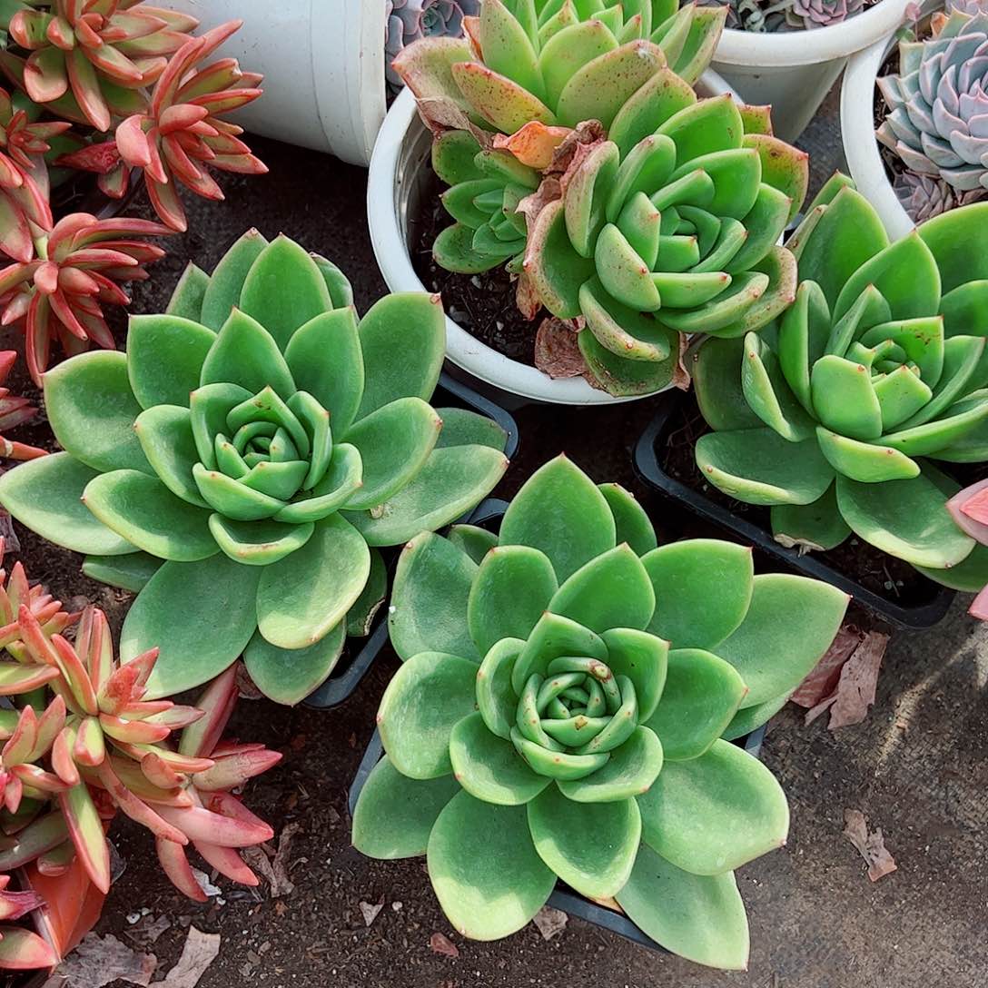 翠花大单头精品特价