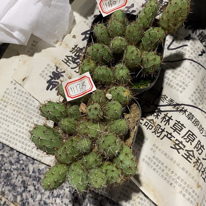 哈****金陵团扇二颗111305