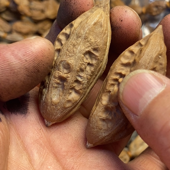 文玩核桃吊坠东北特产174