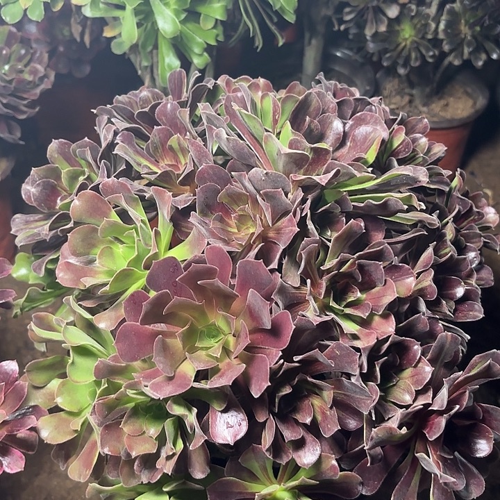 多肉植物欧若拉13