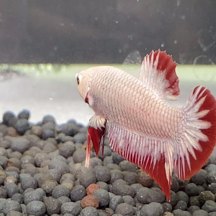 斗鱼泰国斗鱼161号