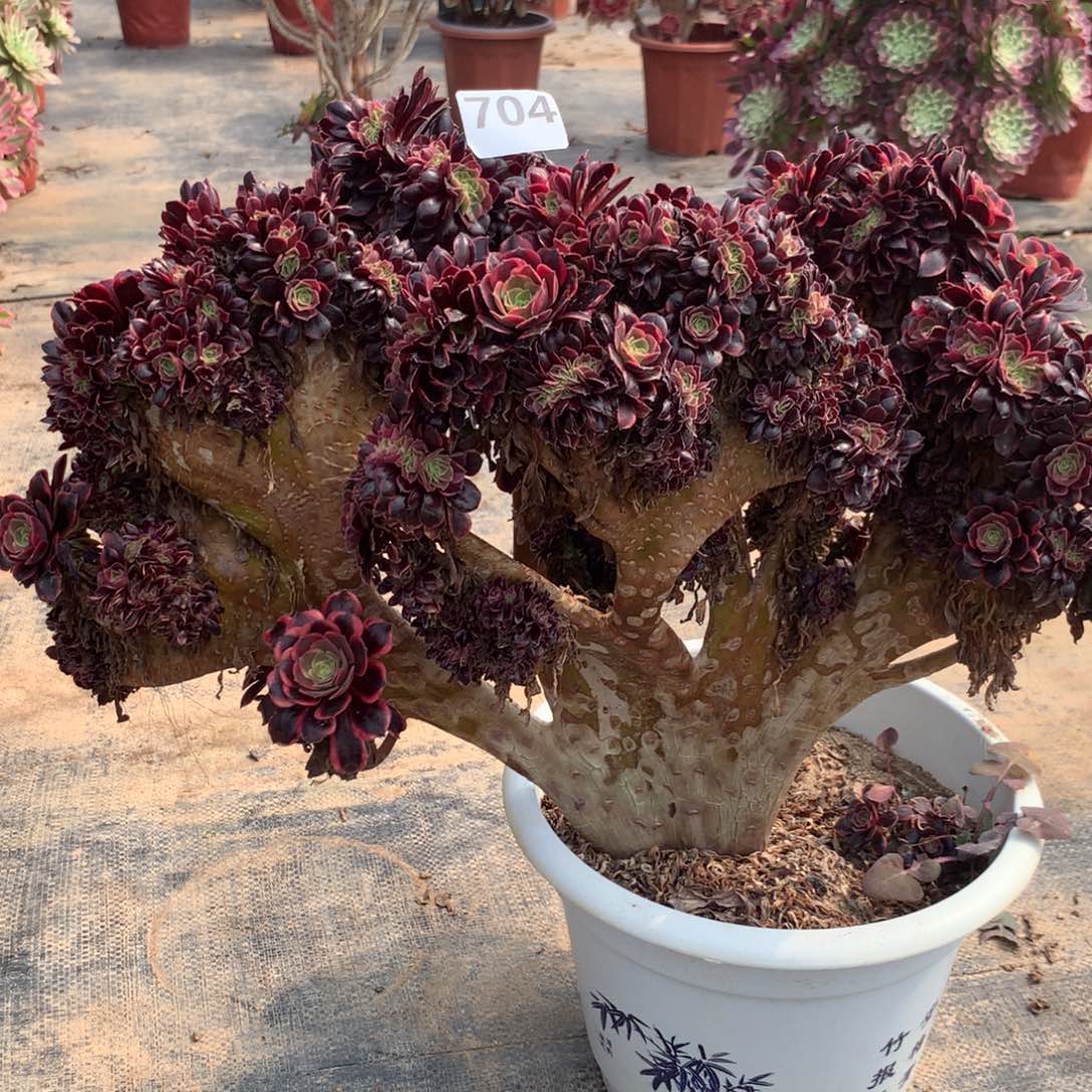【闪购商品】704欧嘉莉坠花