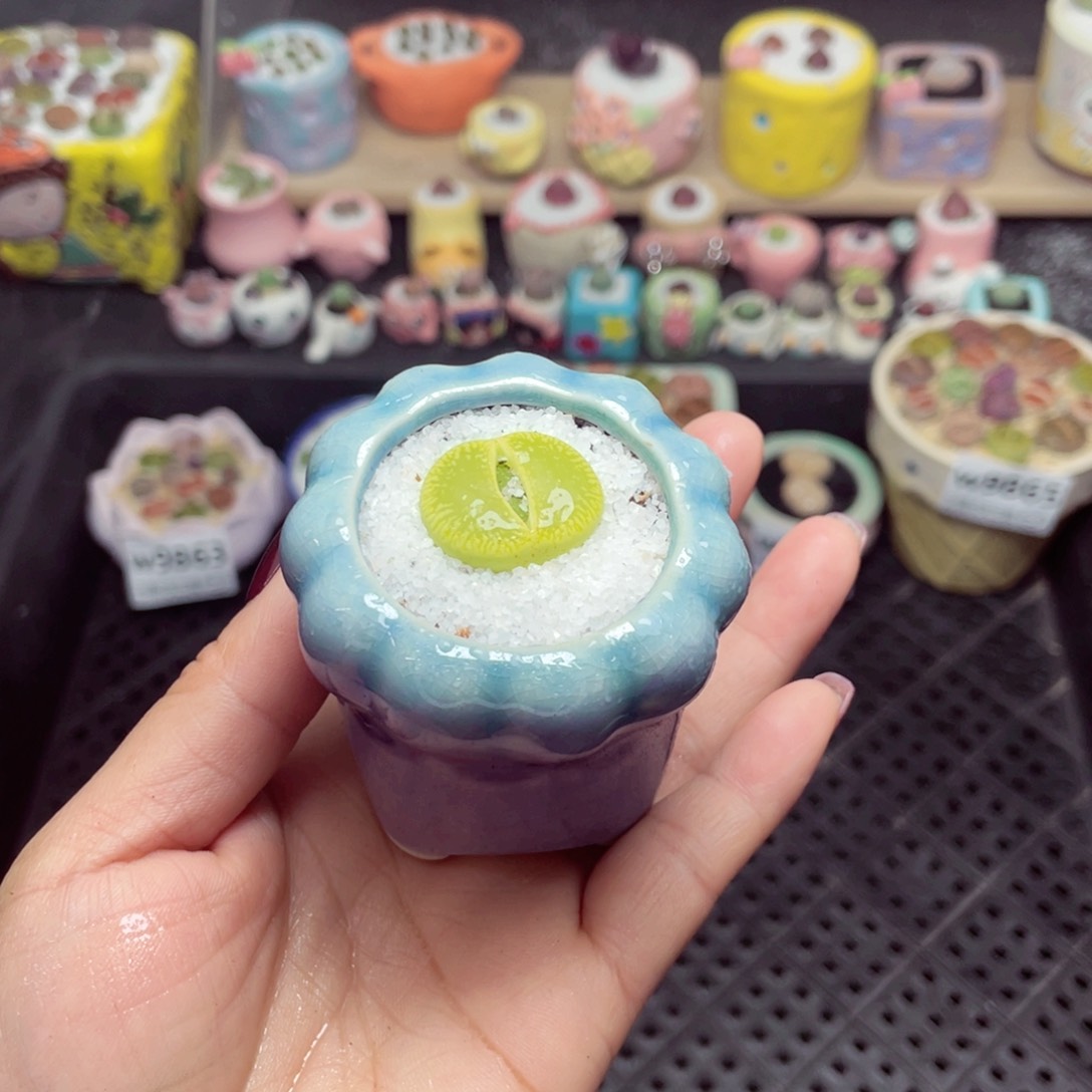 w9868 带盆土发货-零下地区拍保温箱