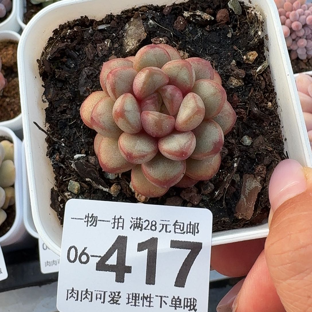 葡萄无盆土发货无盆土无盆土