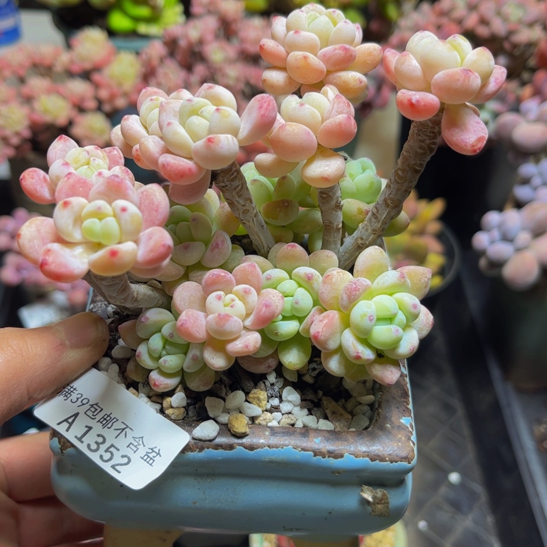 三****1352樱花罗琦12厘米