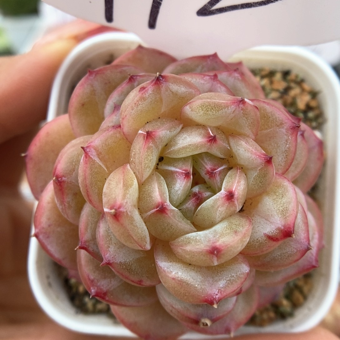 熊猫珍妮叠叶可拍992号