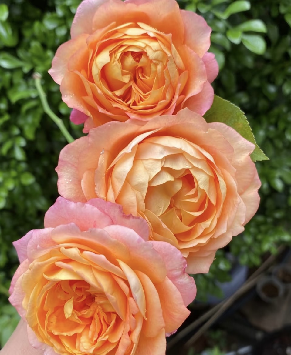 祺宇 大花美人 无刺月季 室内外庭院阳台观花鲜活月季