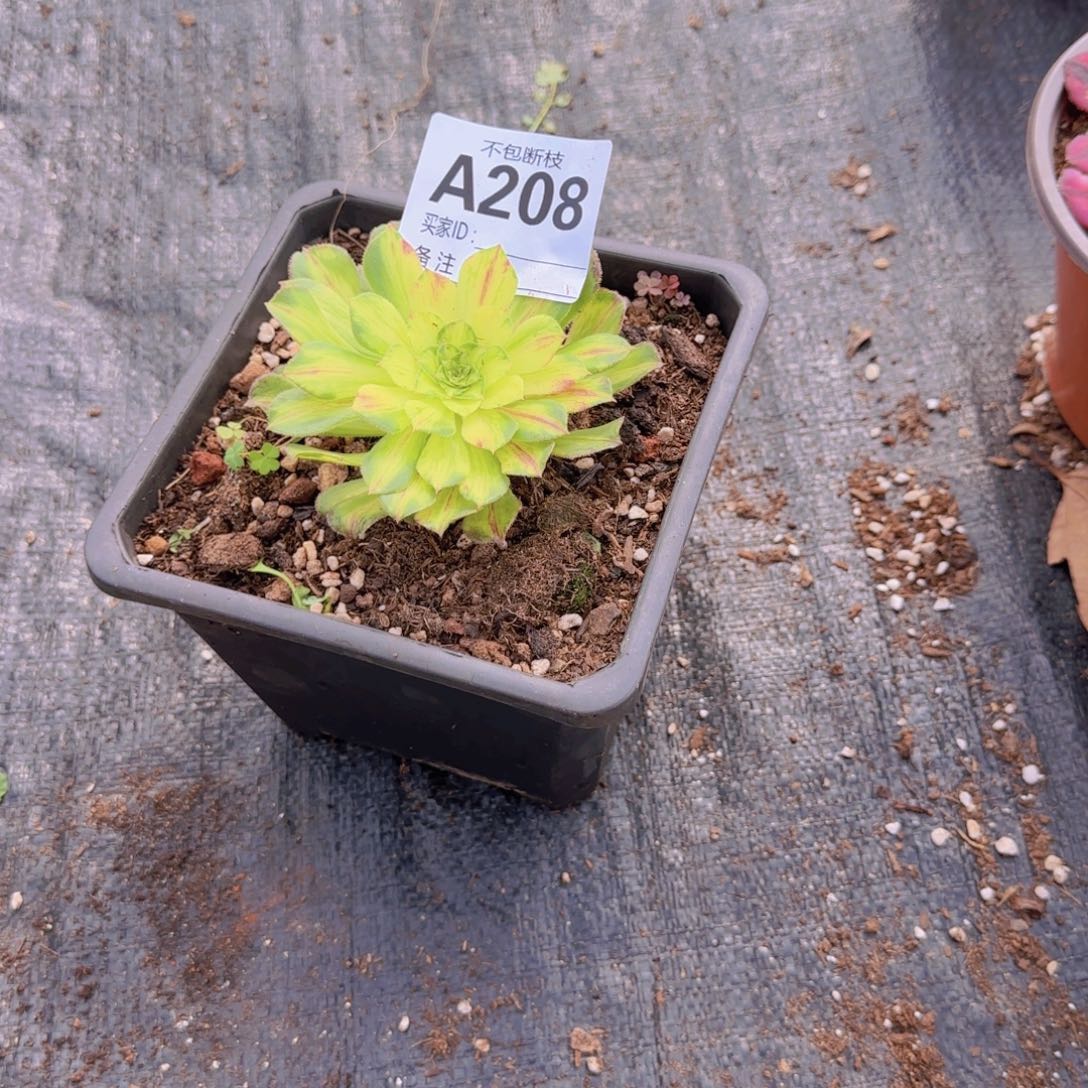 冬**凉精品多肉植物208