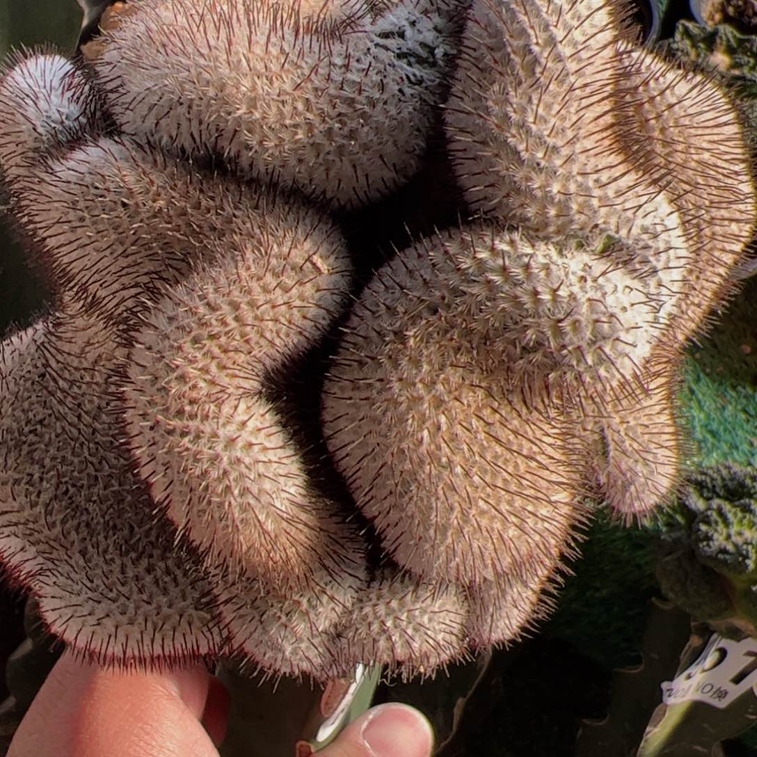 直刺佩雷缀化514