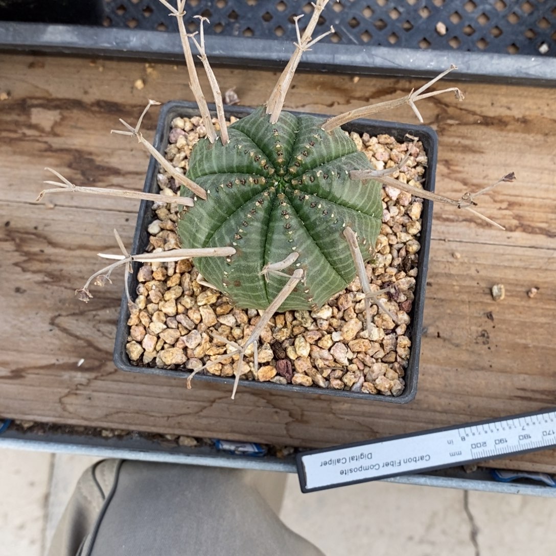 金***兔法利达大戟科多肉植物