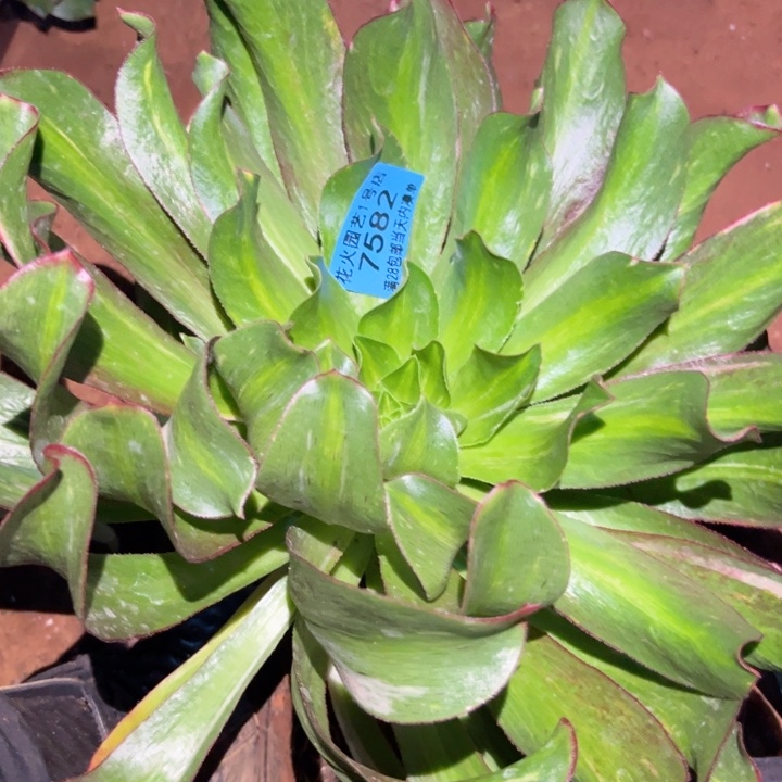 魅影七彩7582多肉植物