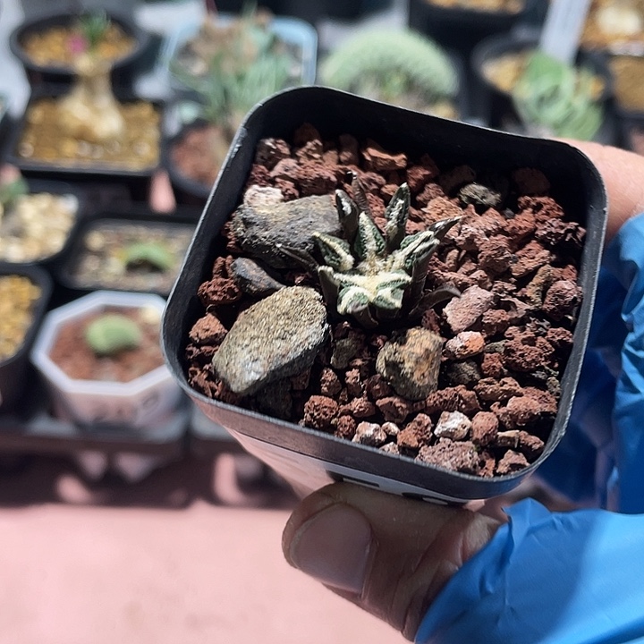 558实生黑牡丹仙人球，