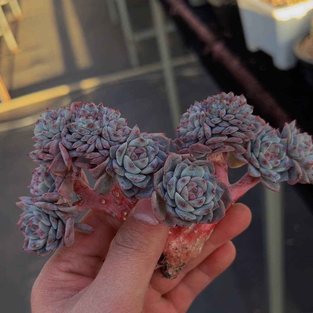 12朵朵带缀琥珀微瑕