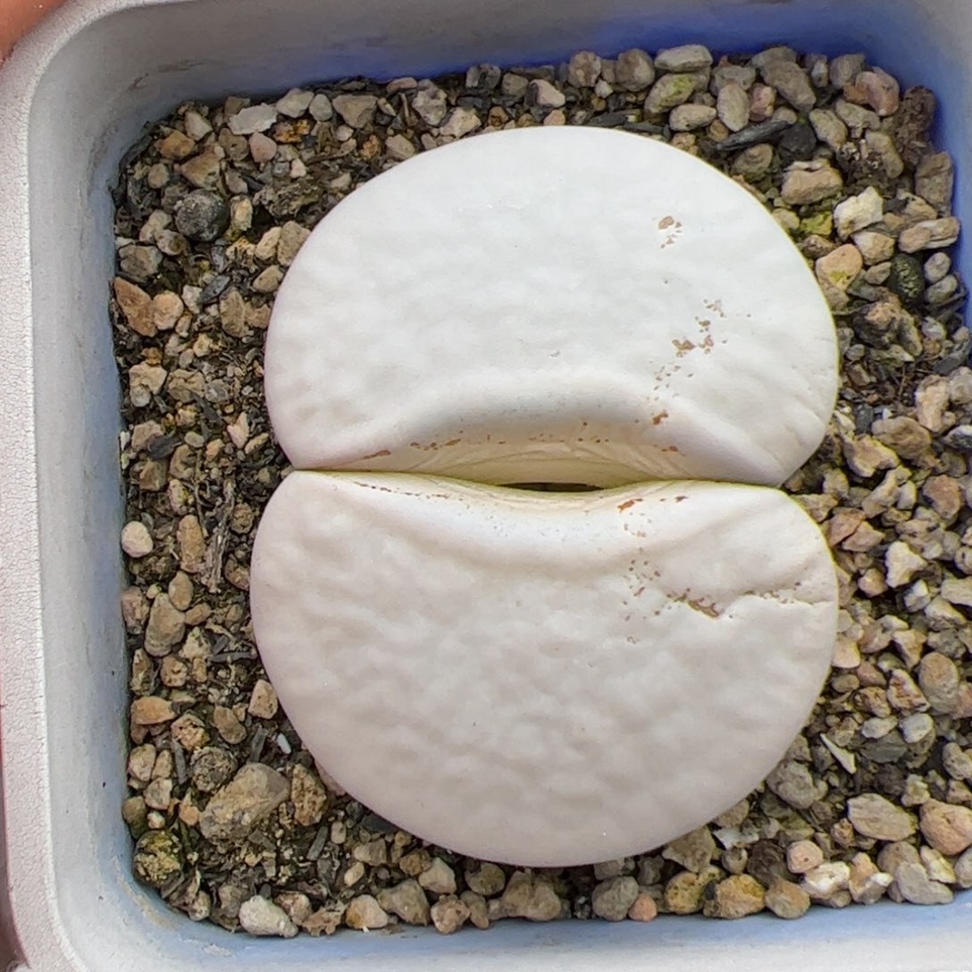 李***事0245号白曲 多肉植物