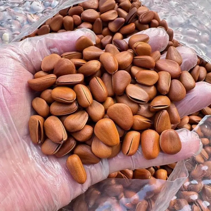 东北开口松子精选大颗粒