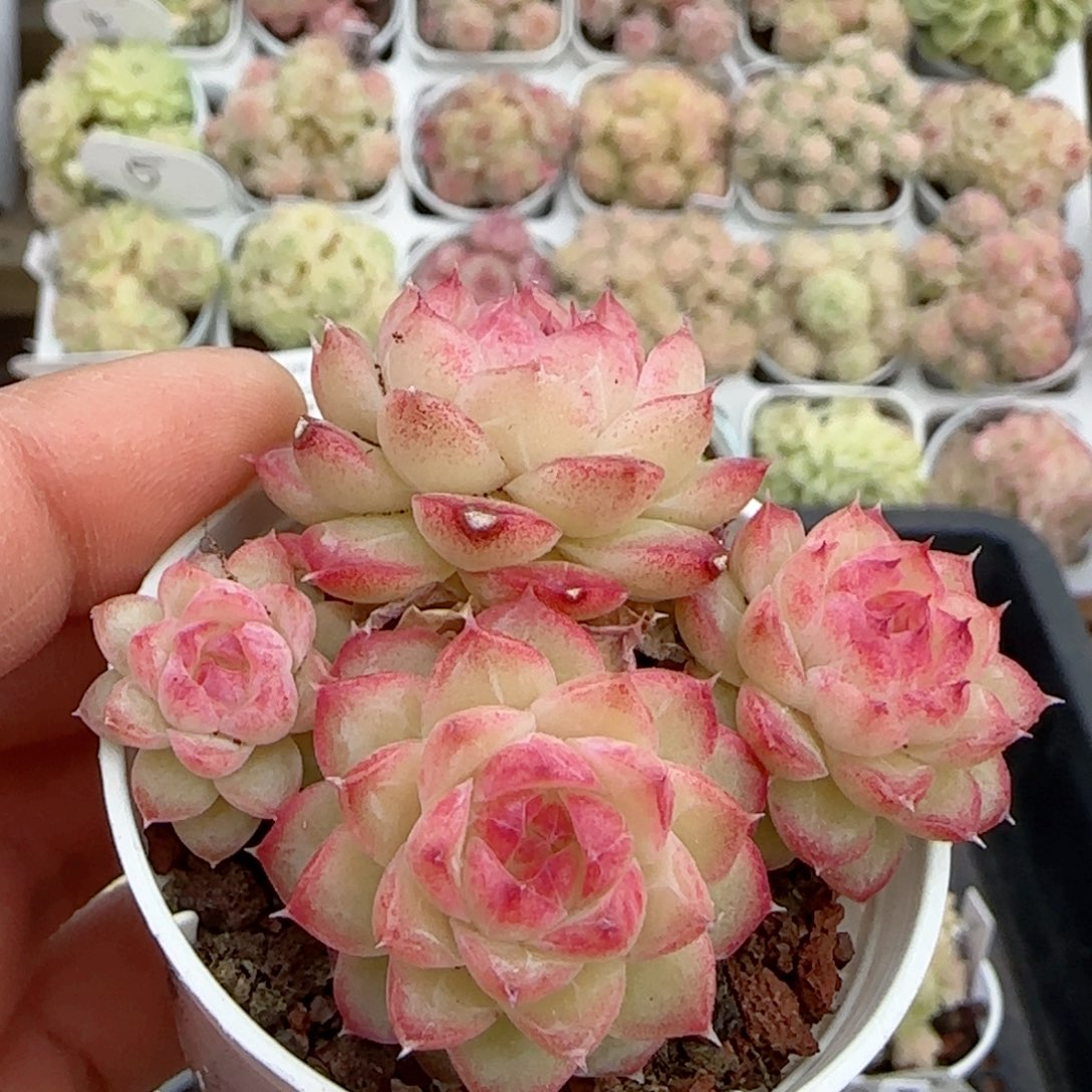 【闪购商品】0116-118糖心女王