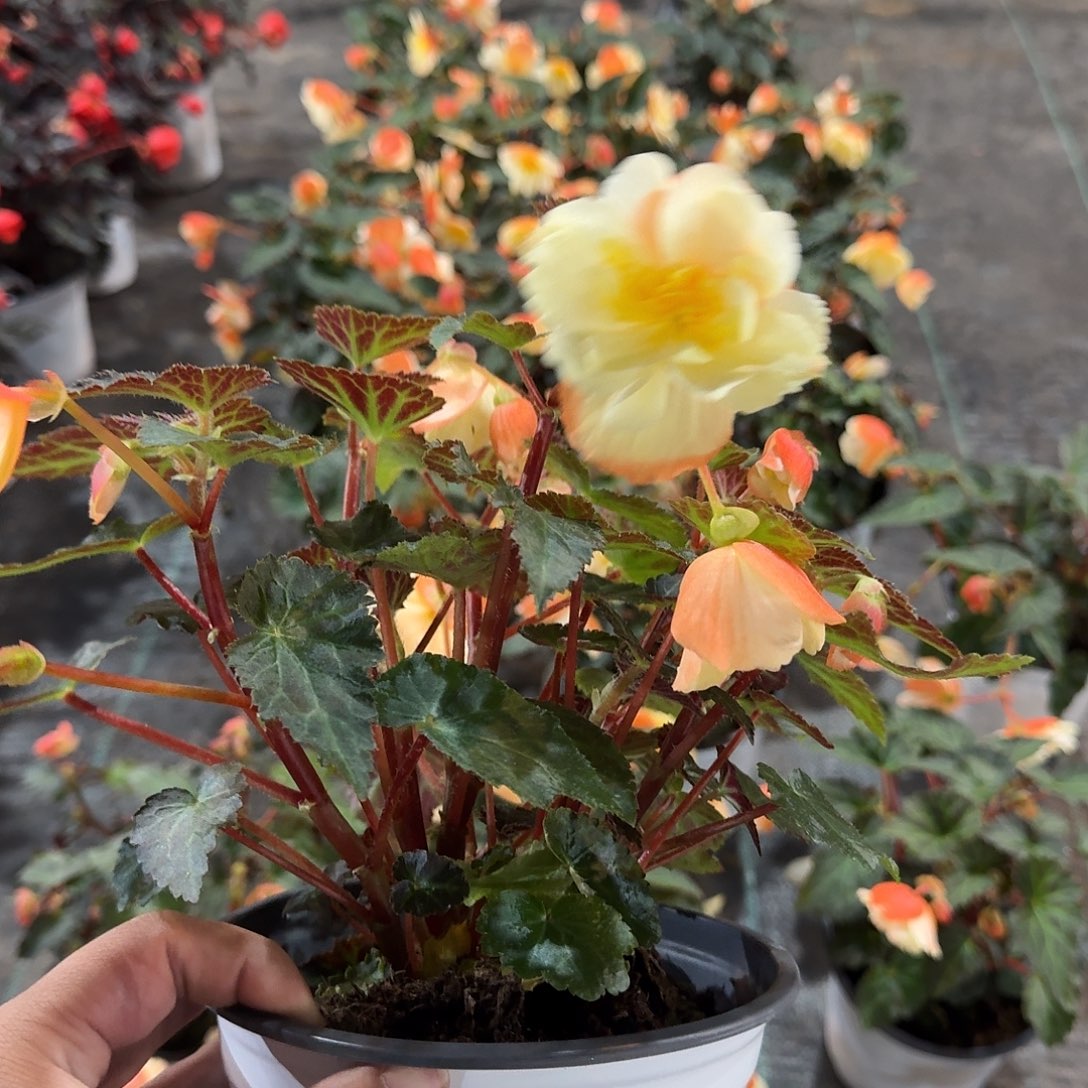 进口一代白桃 求根海棠