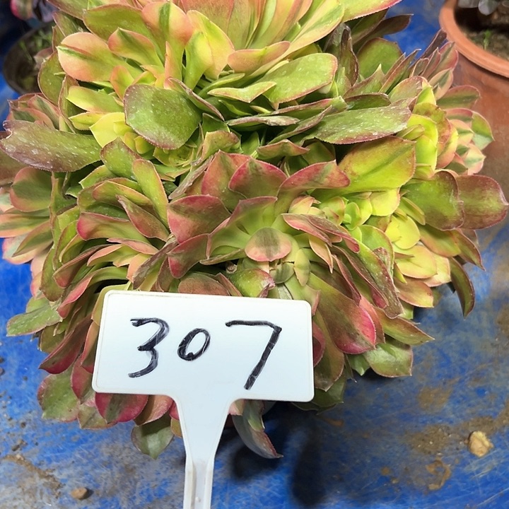 多肉植物洛神法师