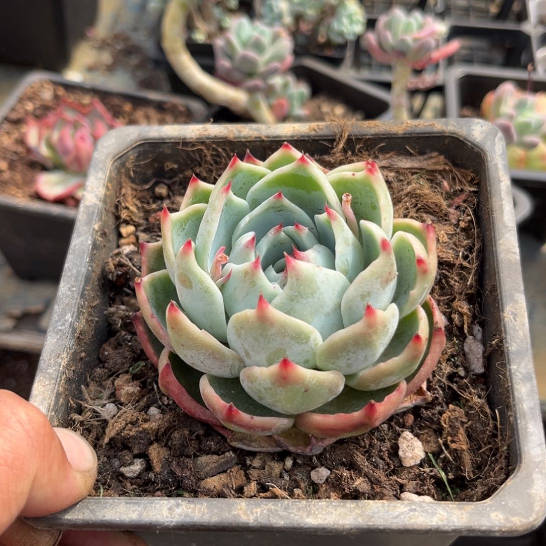 惊鸿一瞥多肉植物的