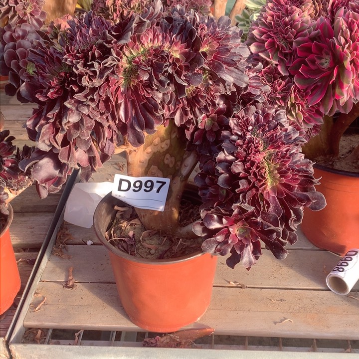 997欧紫缀多肉法师