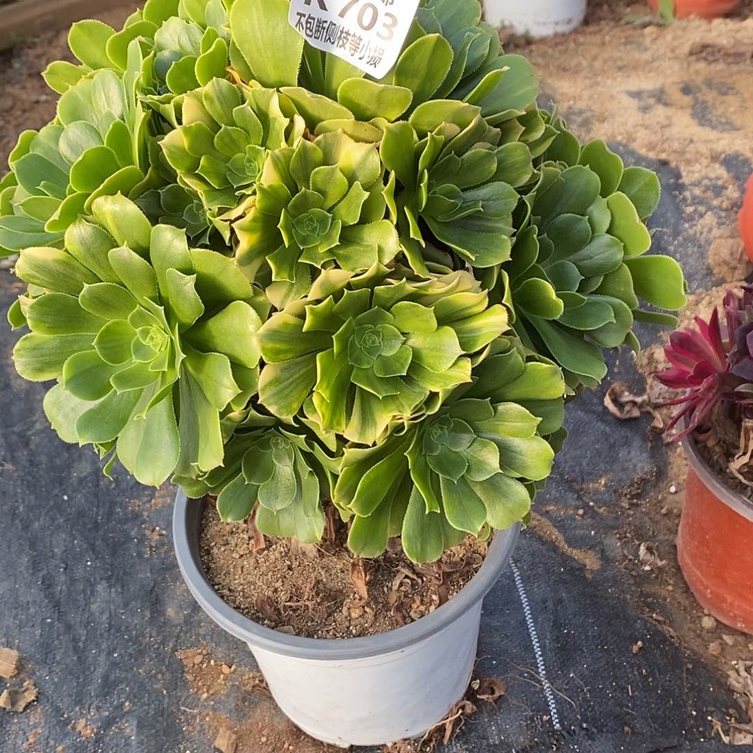 703五彩琉璃多肉法师锦