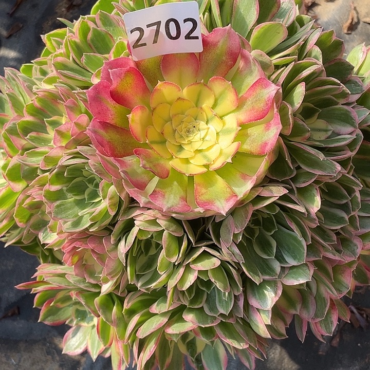 匆***客海王2702号多肉植物