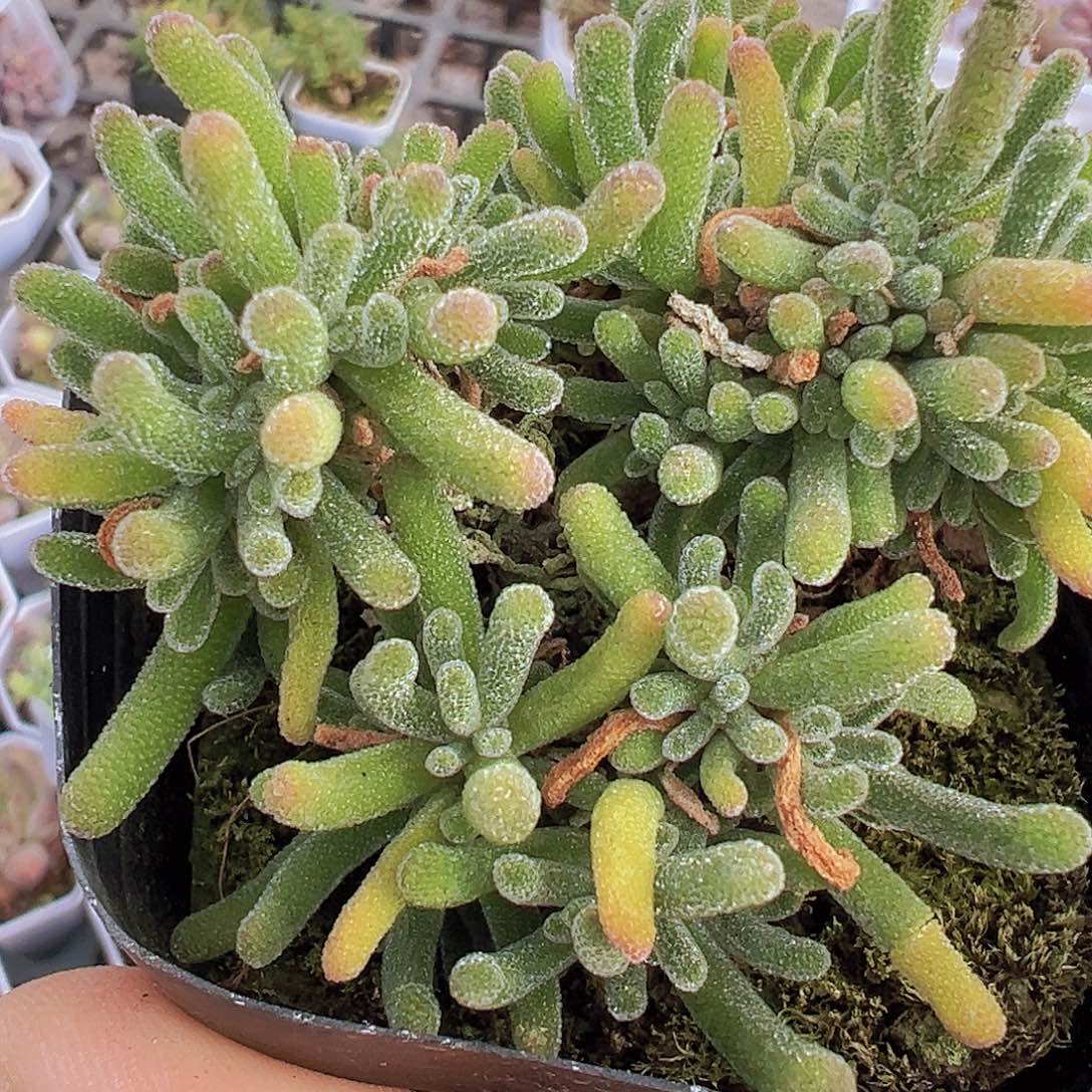 荧光兔枝干19包邮