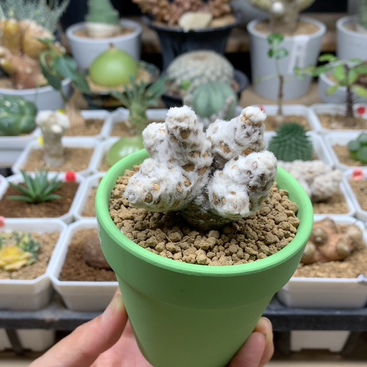 刨花厚敦菊母本带盆