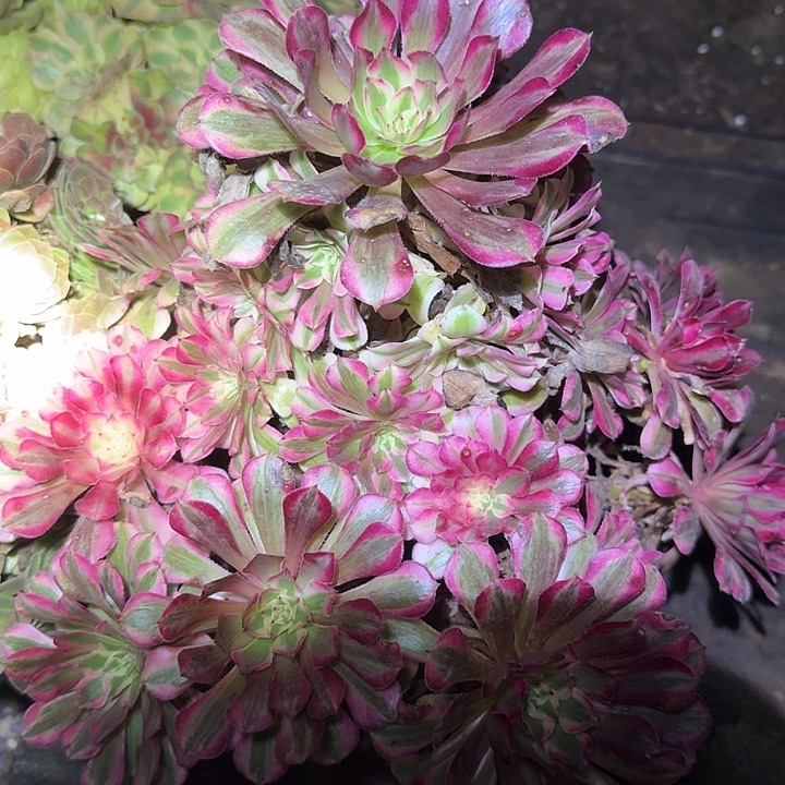 精品红铜壶超白锦捧花亏本福利